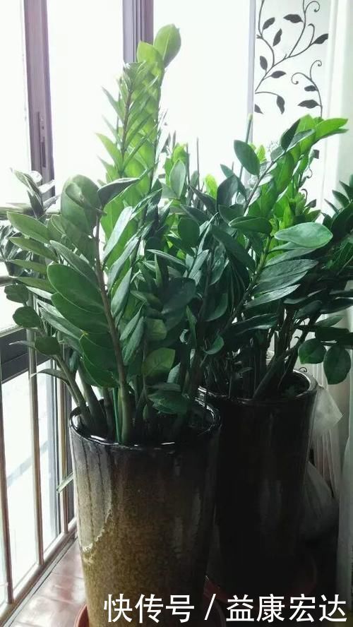 虎尾兰|客厅适合养的5种“耐旱花”，1个月不用浇水，反而爆盆！