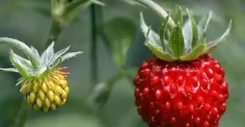 水蜜桃|水果的原始形态,面对这样的西瓜,夏天你还会想喝西瓜汁吗