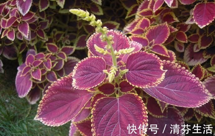 生长期|这6种花,要经常“摘心”,分枝多开花多,株形更丰满