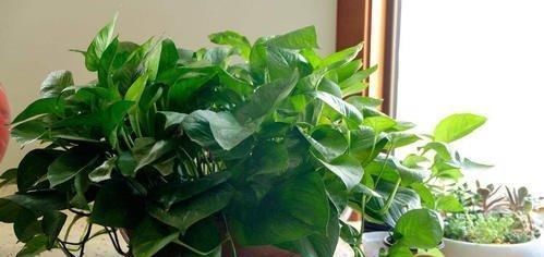 啤酒|最厉害的养花营养液给绿萝喝一勺,四季油绿,叶比巴掌大