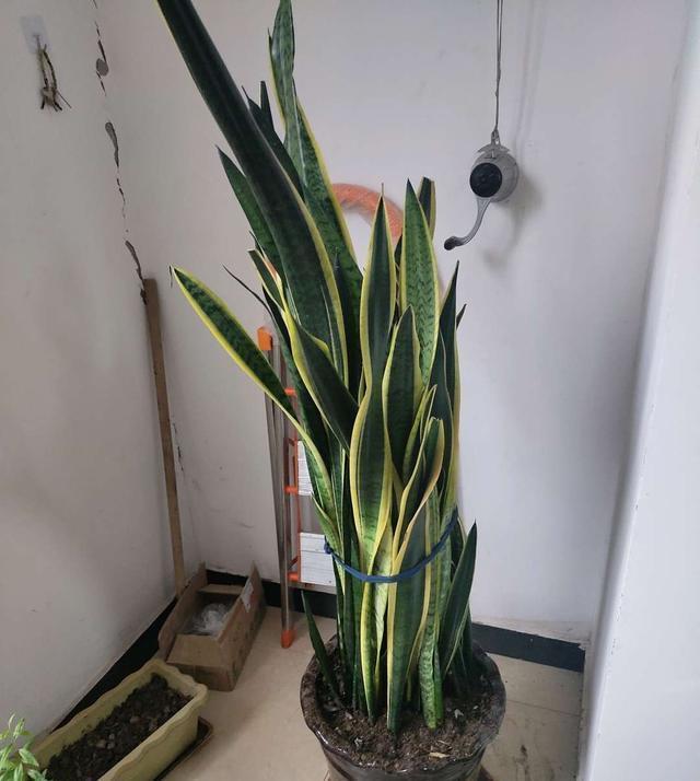 橡皮树|家里养这4种花,就要“虐一虐”,粗管粗放,越长越旺!