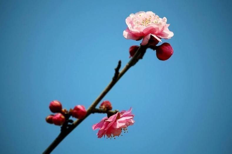 佩环#南宋小词人半夜睡不着,在烟花之地墙壁上写首肉麻情词,一词成名