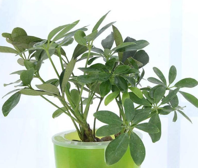 家养鸭掌木，注意这“4点”，长势旺盛，叶片常青，新芽萌发快