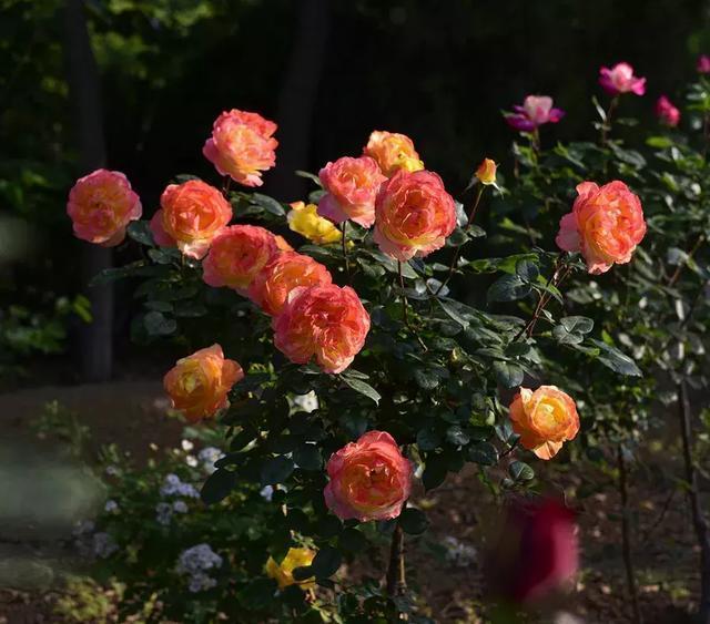 花再好看也别花钱买，浪费！只要随便捡几片叶子，落地就疯长