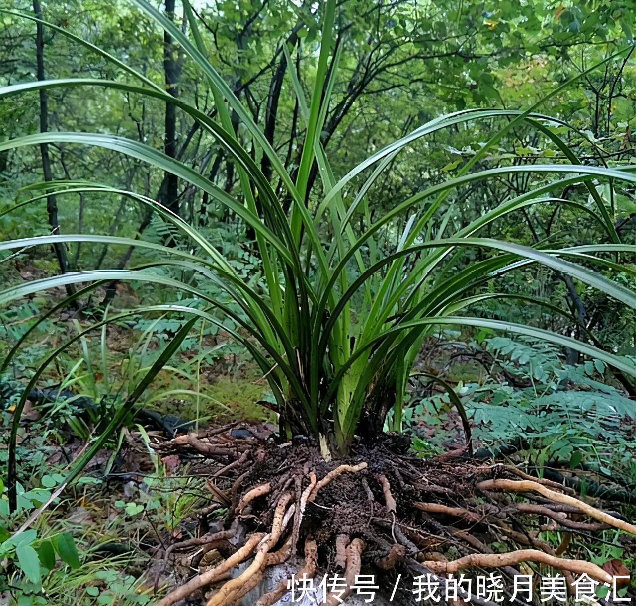 兰花娇气不好养，牢记三不二多，不停爆叶花开刹不住