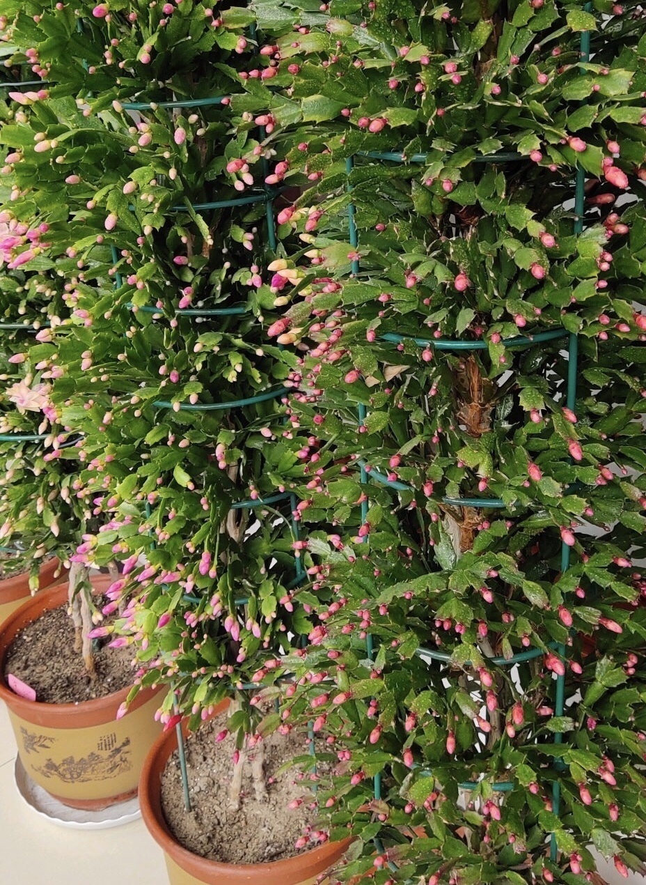 李姐|她的蟹爪兰“养成”大花球,一盆开花上百朵,秘诀有3个