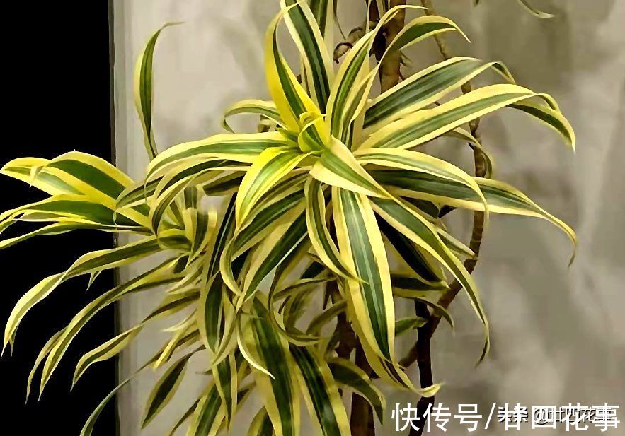 扔掉绿萝发财树吧,这七种植物漂亮显高级,养在客厅,大气有格调