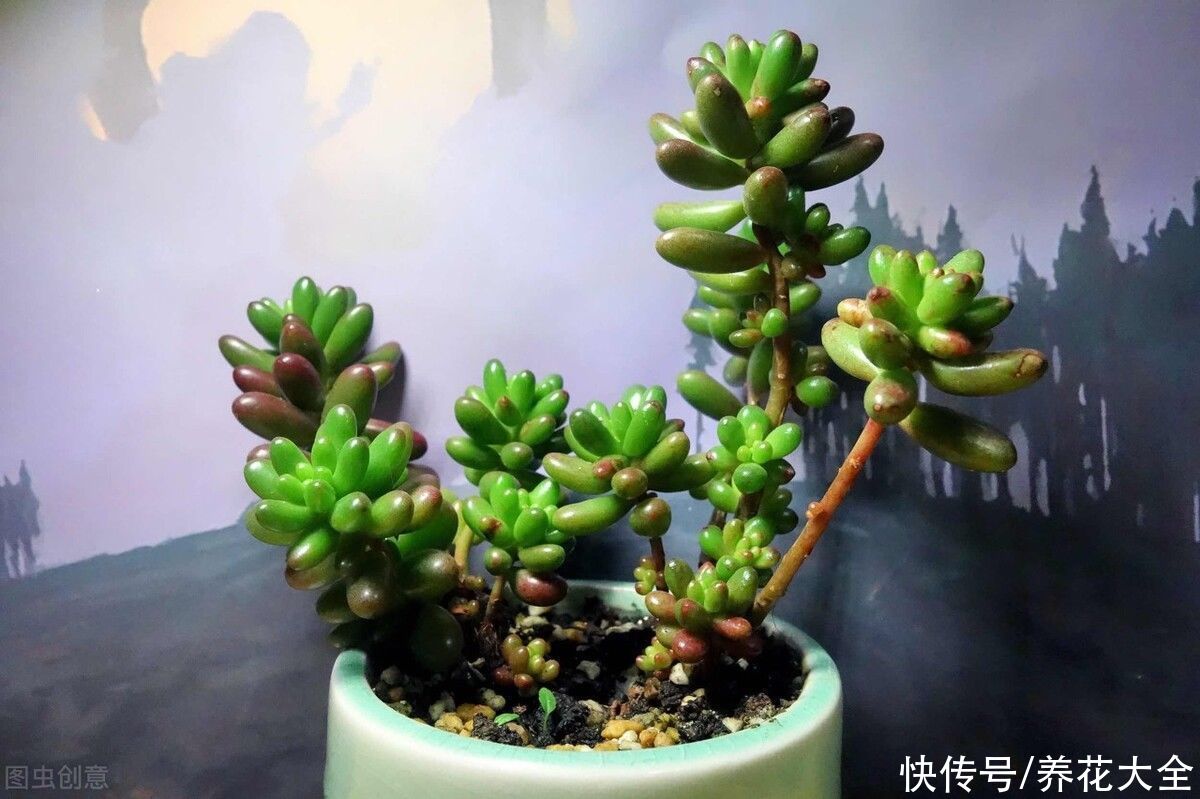 多菌灵|养花必不可少的小物件,在家常备一些,养花得心应手
