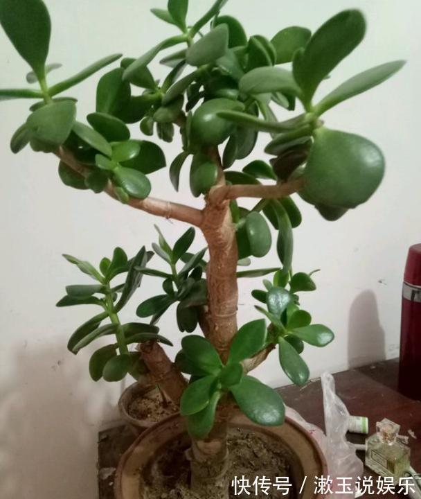 肥料|想把玉树养开花，避开“修剪”误区，秋末必然满树花