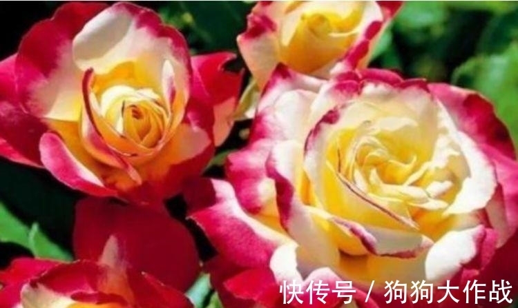 花花期|4种花美的出奇,不仅花好看,名字也好听,漂亮极了