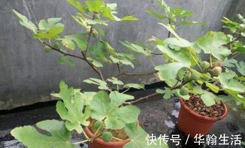 阳台再小,也要养4种果树,植株矮小,结果颇多,还能当盆栽欣赏