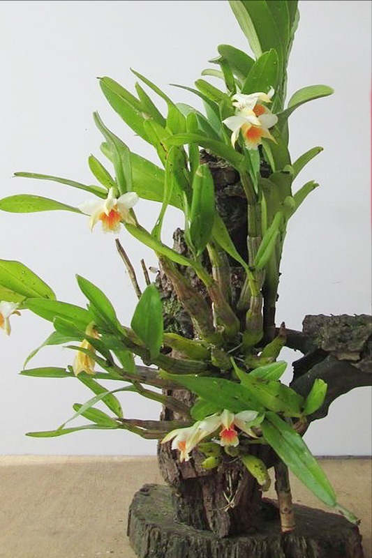 家里采光差,还想养花5种“耐阴花”,不见太阳,也能四季开花