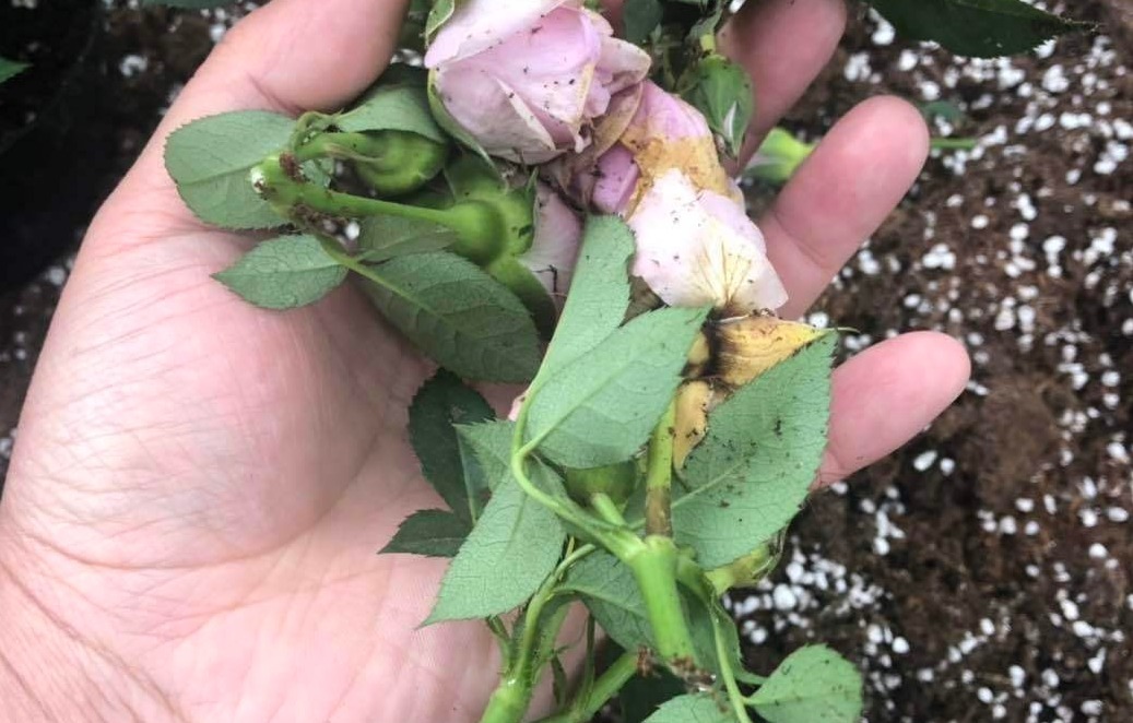 新手月季种植手册，修剪、病害防治等教程，种月季不再难