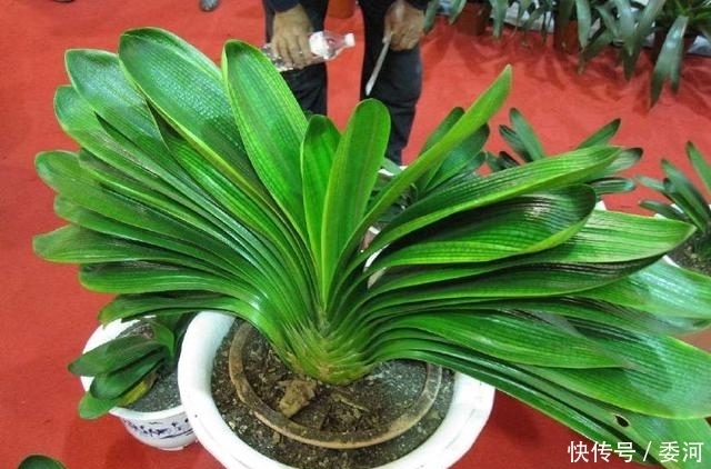 往花盆里面倒点它,君子兰疯狂长,开花多