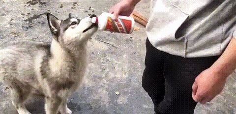 |搞笑GIF:看到最后那个动作 我悬着的心可算是放下了