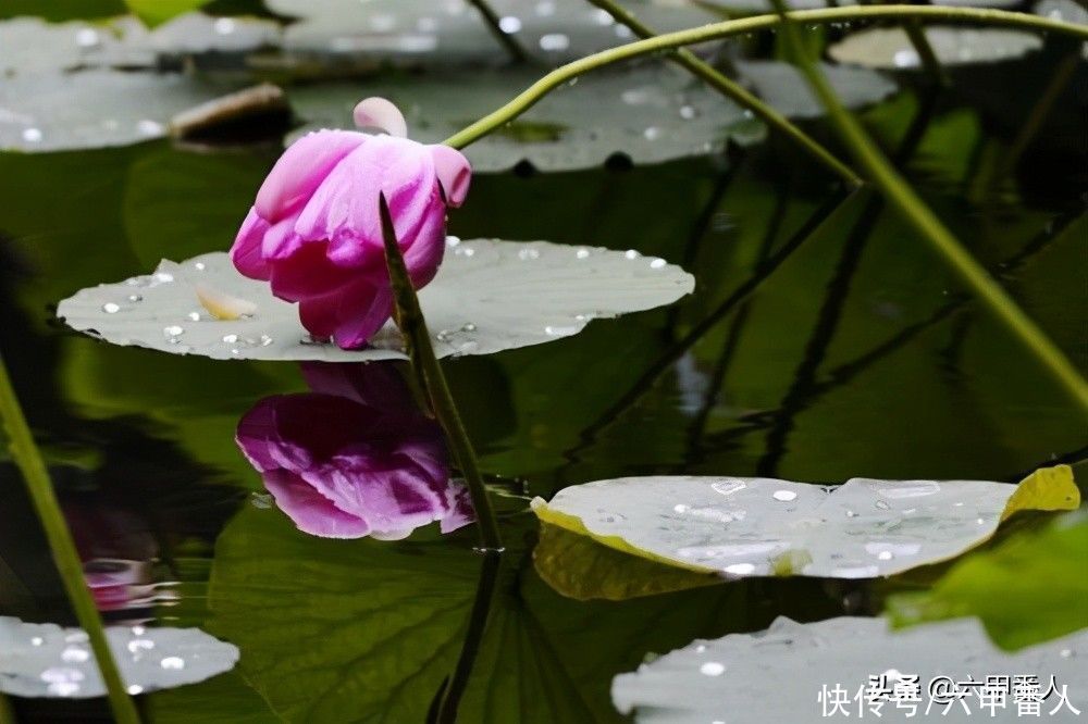 苏轼@张孝祥四首《菩萨蛮》回文词,不输苏轼,不知您是否读过?