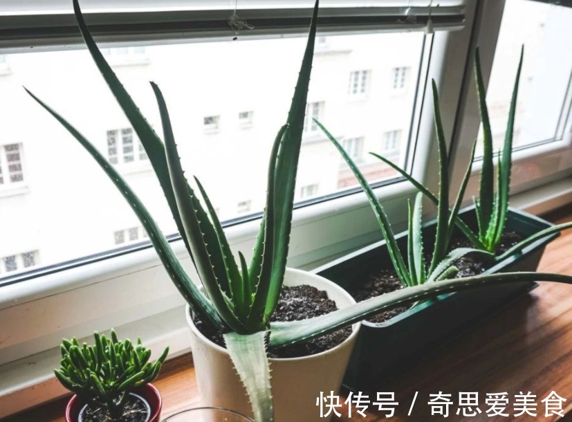 盆栽|这3种常见植物最懂得“感恩”，人养着它，它则守护着主人的健康