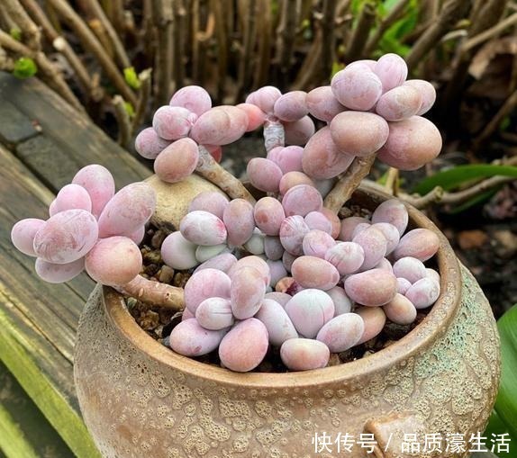 花盆|一棵桃蛋能否逆袭,往往看花友否无把握好这6点!