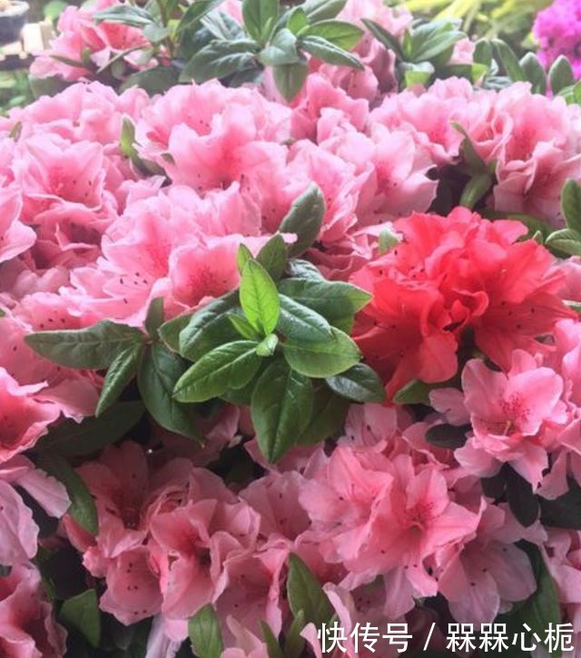 杜鹃花难养年年枯成“柴”,今春改变养殖方法,花繁叶茂根系壮!