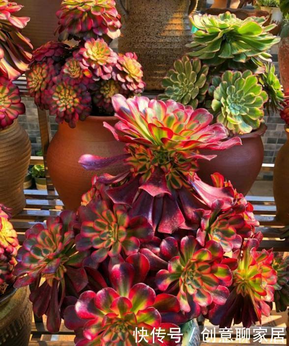 手捧花|养多肉法师,了解掌握5个要点,长成小老桩,好像手捧花