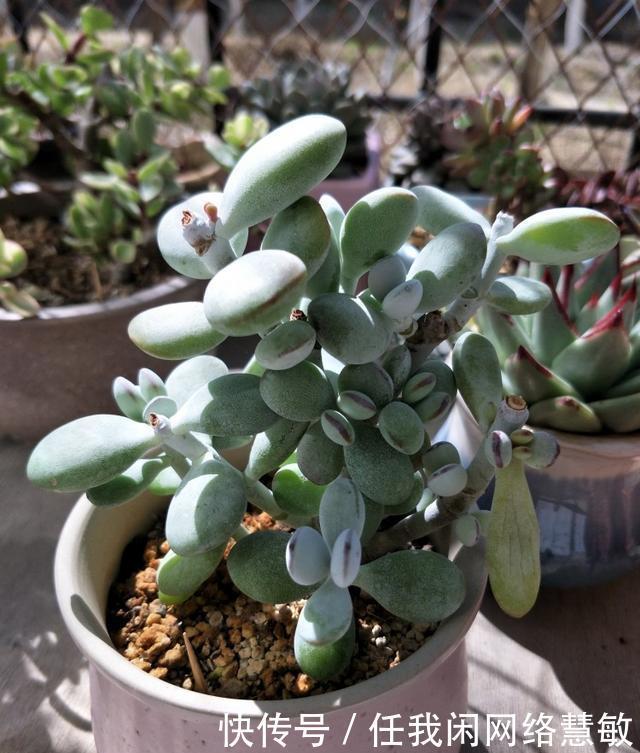 养了三年，多肉终于给点颜色瞧瞧了