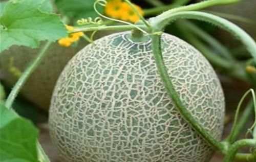 肌膚|夏天不妨多吃3種食物，美容養生，滋潤肌膚，好處多多！