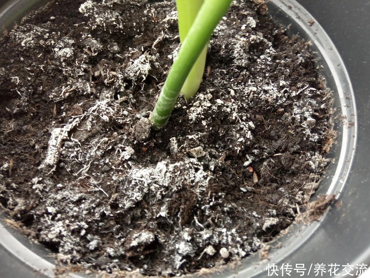 土面|家里的盆栽植物土面长满白色毛毛，这些霉菌对人和植物有害吗？