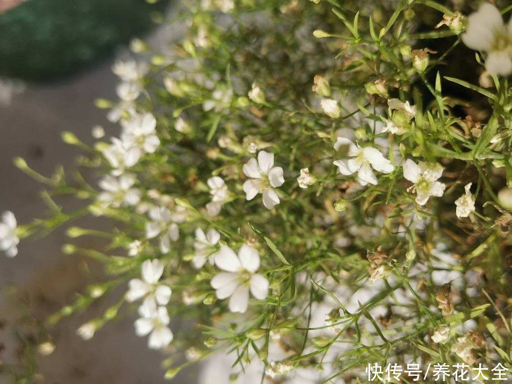 倒挂金钟总掉花苞，原来是一个问题没注意，套个塑料袋就解决