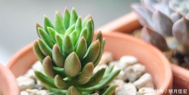 养多肉,天热是“一道坎”这3种好养护,度夏0压力