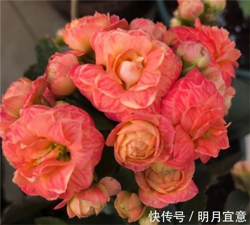 花期|长寿花不现苞？直接“放大招”，花苞直冒，开花不断大半年