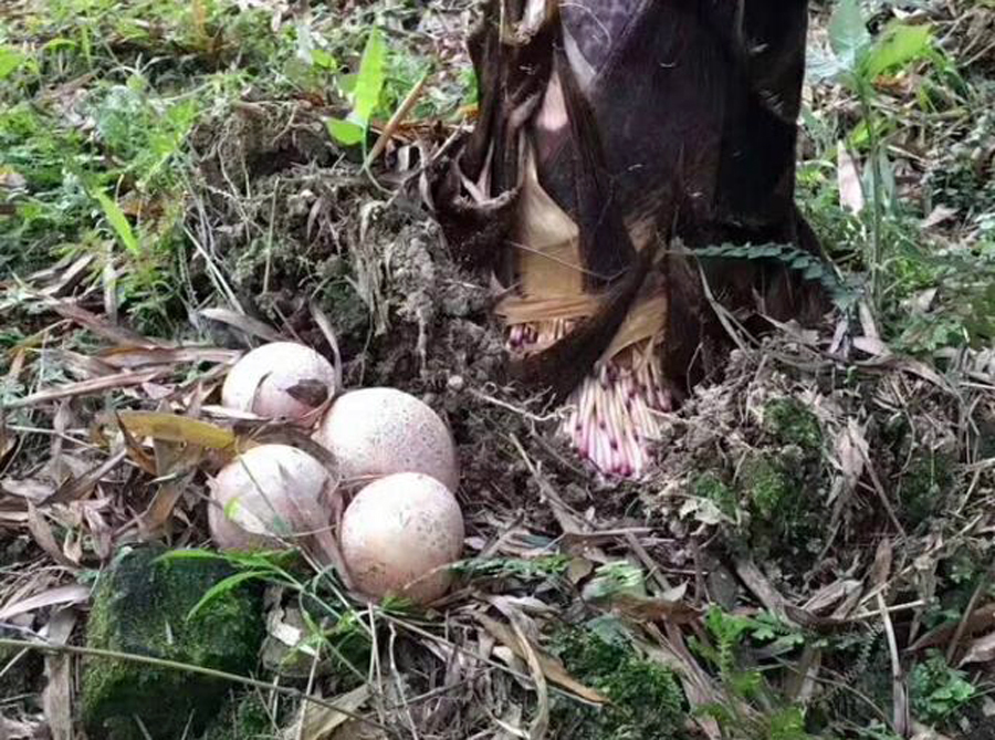 推崇|农村竹林里的“白蛋”,营养丰富,如今却被央视推崇