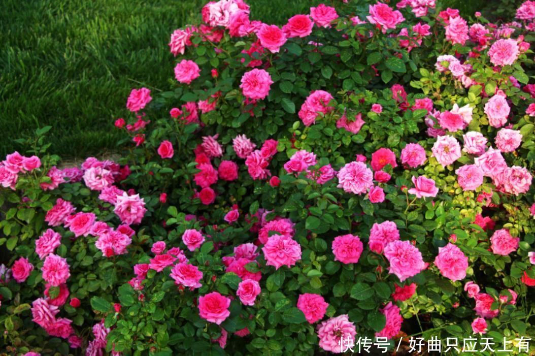 夏天遇到“几种花”别慌张,多剪几刀,花苞嗖嗖冒,花开不断