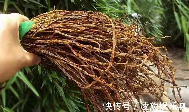晾晒|晒干豆角，牢记别直接晒，80岁老奶奶教您一招，放一年也不坏