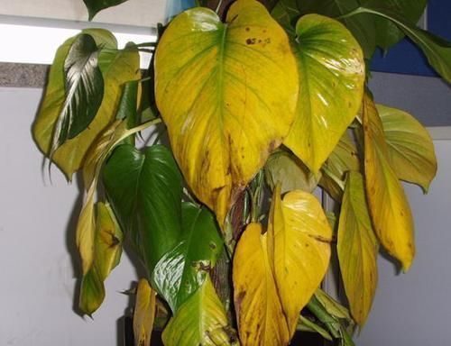 养花|养花一定要戒掉的坏习惯,不然家里全是空花盆,啥花也养不好