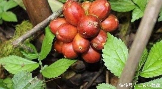 去寒|草果以前不受待见,晒干后一斤60元,很能祛痰去寒,如何种植呢?