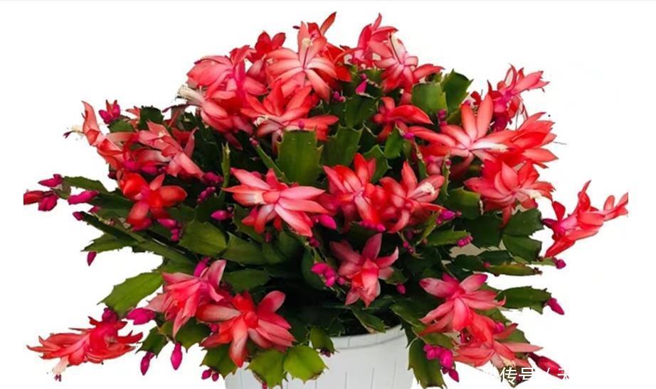 仙客来、蟹爪兰养护有三怕,掌握好才能花期长,越养越茂盛