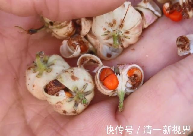 馒头果|没想到这种果子是治牙痛良药,城里药店买不到,在农村却无人摘