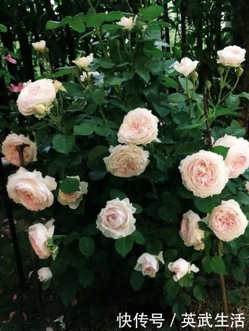 落花落蕾|7种花冬天要“春化”,必须冻满1个月,不然落花落蕾不开花!