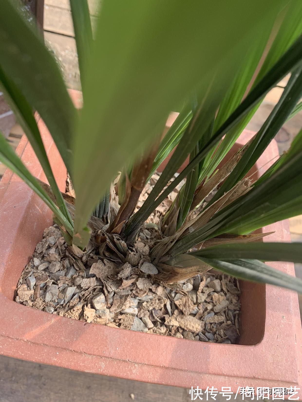 养好兰花，秋天是关键，换换花土，增加光照，花芽分化速度快