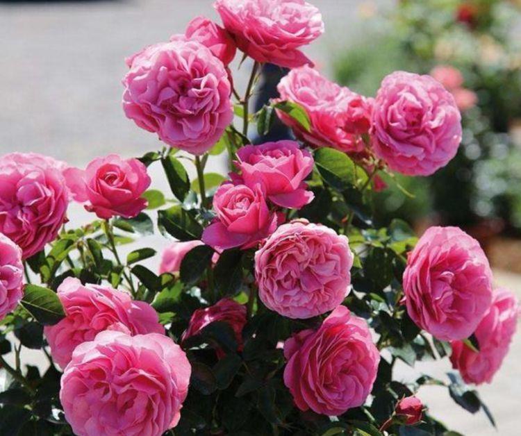 几款花卉,便宜又好养,颜值超高,寓意好