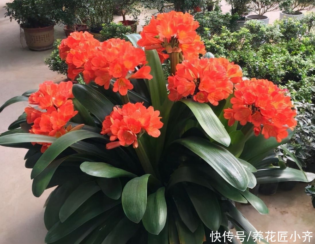 叶片|秋天养君子兰,做好3件事,植株长得旺,让它快速抽花剑