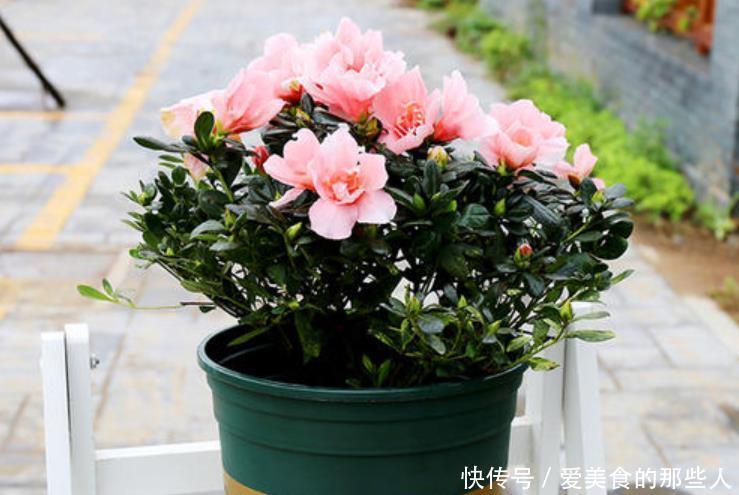 杜鹃花冬天室内有“四怕”,做错赶紧改正,让它叶子油绿不发黄!
