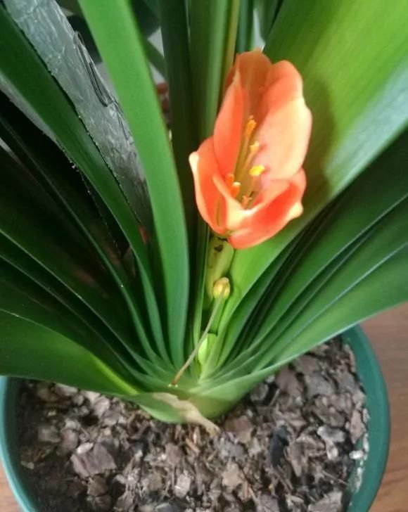 环境温度|君子兰不开花不抽箭?浇水时加点料,快速抽箭,花开不断