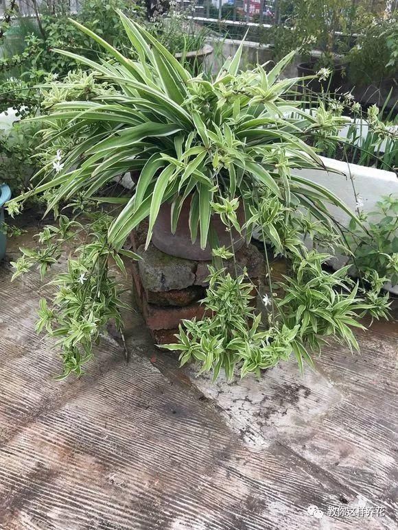 老花匠|老花匠:扔4种“东西”,就是扔钱,比花肥还好用,不花钱!