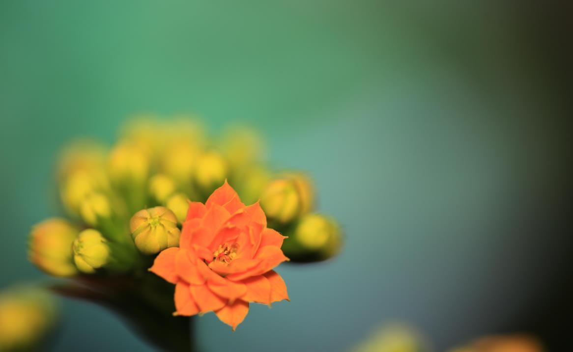 昆虫|长寿花不会养还生病?记住几种病的解决方法,新手也能操作