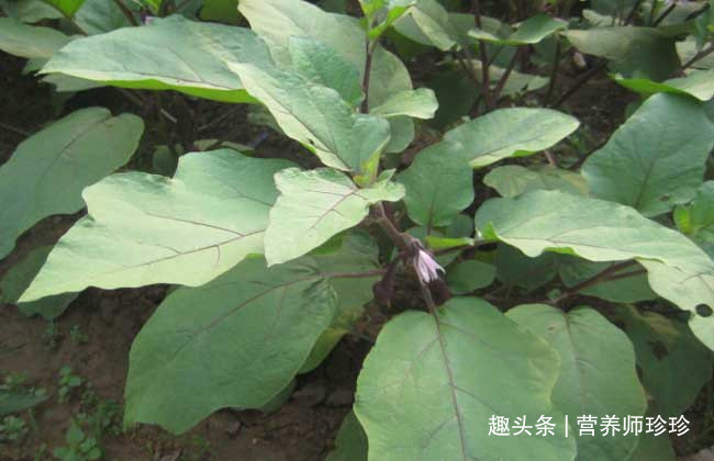 餐桌|3种叶子，以前没人吃，现在成了农民餐桌上的美食，你们可吃过