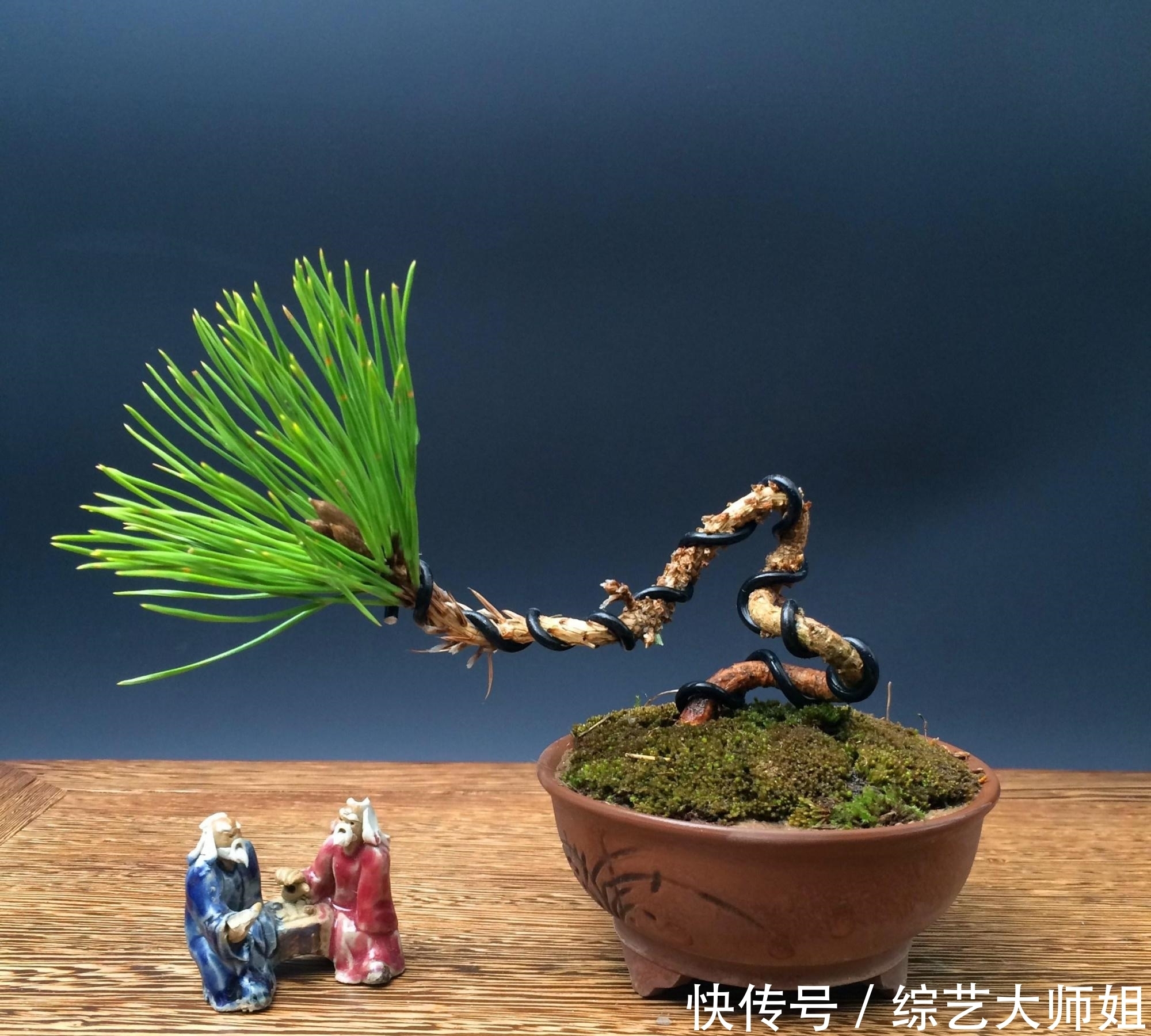 盆景是中国国粹,外国也爱盆景,但是两者的区别在于什么?