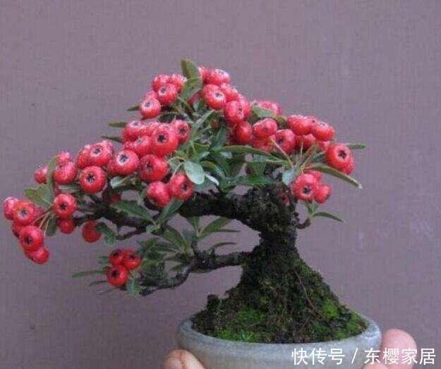 根系|火棘盆景如何采桩？怎样养护才能让它更美