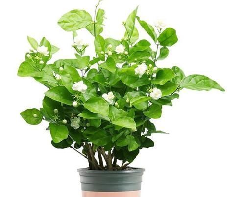 月季花|养了几十盆花,香味纯正、花开娇艳的就六种,一起见识一下吧