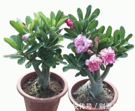 全民公认,天热值得入手的8种花,粗放管理开花贼漂亮